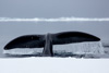 bowhead whale - (balaena mysticetus)   grönlandwal