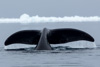 bowhead whale - (balaena mysticetus)   grönlandwal