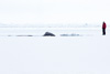 bowhead whale and david looking at each other - (balaena mysticetus)   grönlandwal