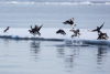 long-tailed ducks (oldsquaw) - (clangula hyemalis)   eisenten