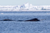 narwhals - (monodon monoceros) narwale