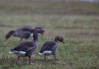 greylag geese - overwintering in germany (anser anser) graugans