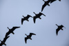 greylag geese - overwintering in germany (anser anser) graugans