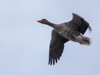 greylag goose - overwintering in germany (anser anser) graugans