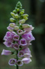 common foxglove - (digitalis purpurea) roter fingerhut