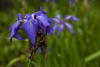 blue flag - (iris versicolor) schwertlilie