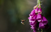 common foxglove with bee - (digitalis purpurea) roter fingerhut