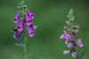 common foxglove - (digitalis purpurea) roter fingerhut