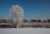 wintery landscape - niederrhein