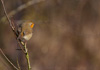 european robin - (erithacus rubecula) rotkehlchen