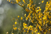 genista - (genista) ginster