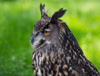 great horned owl - controlled conditions - (bubo virginianus) uhu