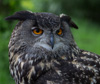 great horned owl - controlled conditions - (bubo virginianus) uhu