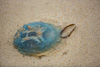 jellyfish - on the beach