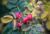 dog roses - (rosa canina) hagebutte