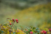 dog roses - (rosa canina) hagebutte