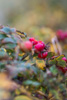 dog roses - (rosa canina) hagebutte