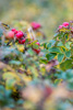 dog roses - (rosa canina) hagebutte