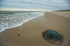 isle of sylt - at the beach