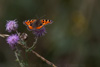 small tortoiseshell - (aglais urticae) kleiner fuchs