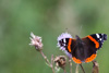 red admiral - (vanessa atalanta) admiral