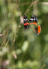 red admiral - (vanessa atalanta) admiral