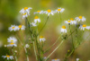 german chamomile - (matricaria chamomilla) kamille