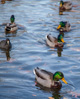 ducks in central park - 