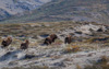 musk oxes - (ovibus moschatus / moschusochsen) near kangerlussuaq