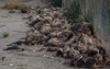 musk ox leftovers - in kangerlussuaq, greenland