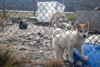 dog breeding - in kangerlussuaq, greenland