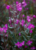 dwarf fireweed  - (chamerion latifolium /arktisches weidenröschen, nachtkerzengewächse), national flower of greenland