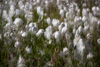 arctic cottongrass - (eriophorum scheuchzeri) - scheuchzers wollgras