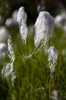 arctic cottongrass - (eriophorum scheuchzeri) - scheuchzers wollgras