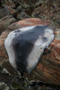 seal skin  - (harp seal)