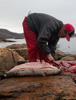hunter cutting off seal skin - upernavik, greenland