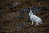 arctic hare - (lepus arcticus) polarhase