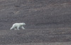 polar bear approaching - (Ursus maritimus) eisbär