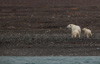 polar bear mummy with cubs  - just gotten out of the water after a long swim