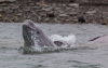 young beluga whale - (delphinapterus leucas,  weißwal)