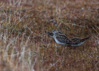 pectoral sandpiper  - (calidris melanotos) graubruststrandläufer