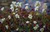 prickly (three-toothed) saxifrage  - (saxifraga tricuspidata)