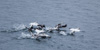 snow geese taking off - (chen caerulescens) schneegans