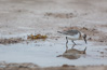 juvenile sanderling - (calidris alba)