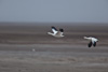 snow geese taking off - (chen caerulescens) schneegans