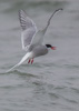 arctic tern - (sterna paradisaea) küstenseeschwalbe