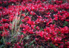 red leaves on bathurst inlet - 