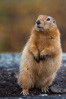 arctic ground squirrel  - (spermophilus parryii), arktischer ziesel