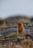 arctic ground squirrel  - (spermophilus parryii), arktischer ziesel