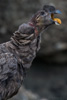 young condor - (vultur gryphus)
